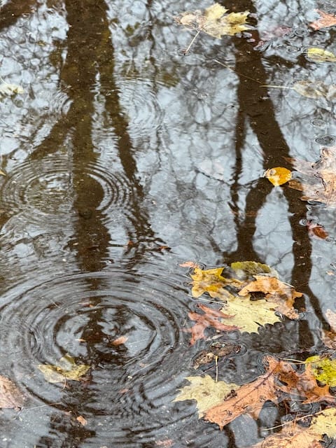 A rain puddle, with leaves in it, reflecting images of trees, and rain falling into it